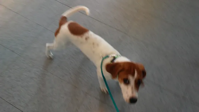 Barnes Veterinary Services Picture 2