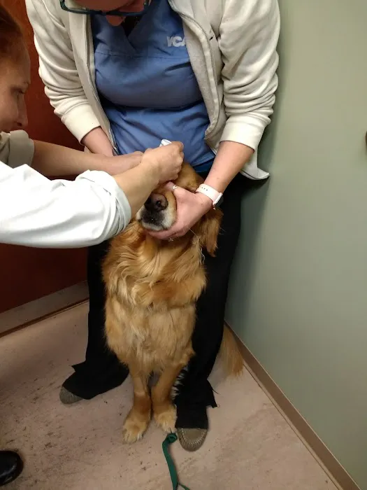 VCA Littleton Animal Hospital Picture 2