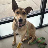 Veterinary Emergency Group ico