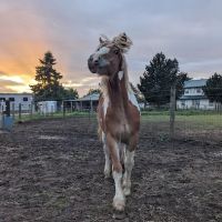 Equus Veterinary Service ico