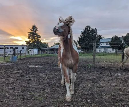 Equus Veterinary Service