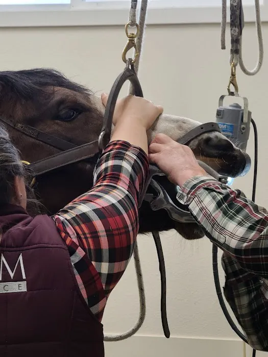 Equus Veterinary Service Picture 5