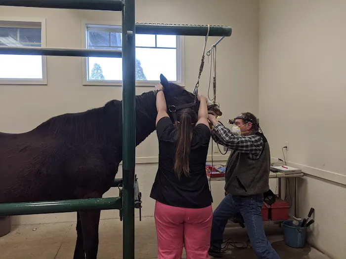 Equus Veterinary Service Picture 2