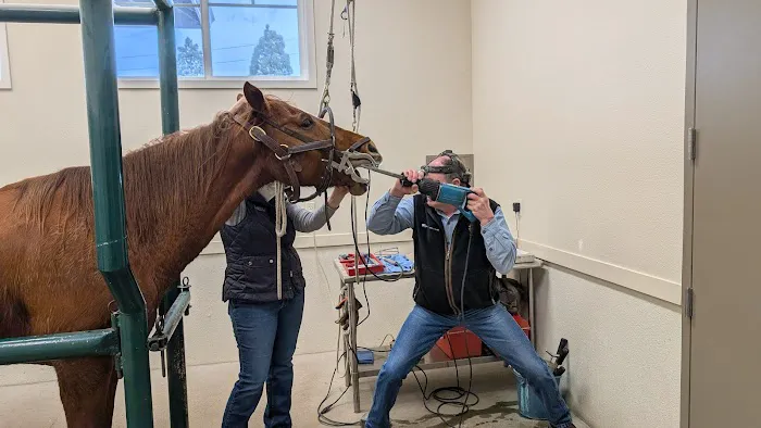 Equus Veterinary Service Picture 7