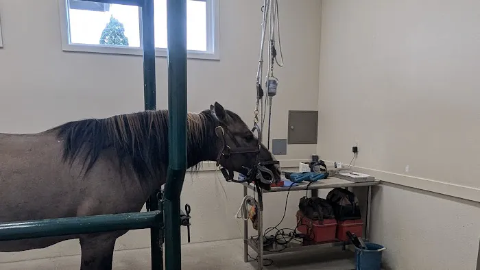 Equus Veterinary Service Picture 8