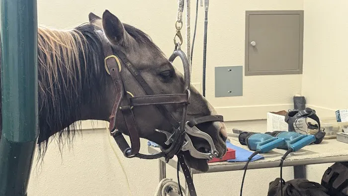 Equus Veterinary Service Picture 6