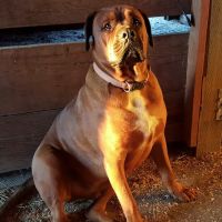 Beavercreek Animal Clinic ico