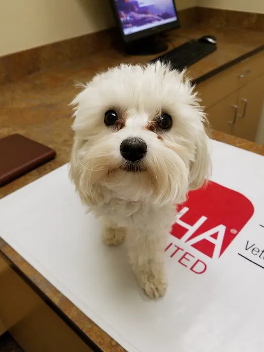 Caring Hands Veterinary Hospital (CHVH) Picture 10