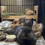 Broomfield Veterinary Hospital