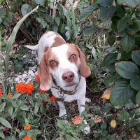 Vetco Vaccination Clinic ico