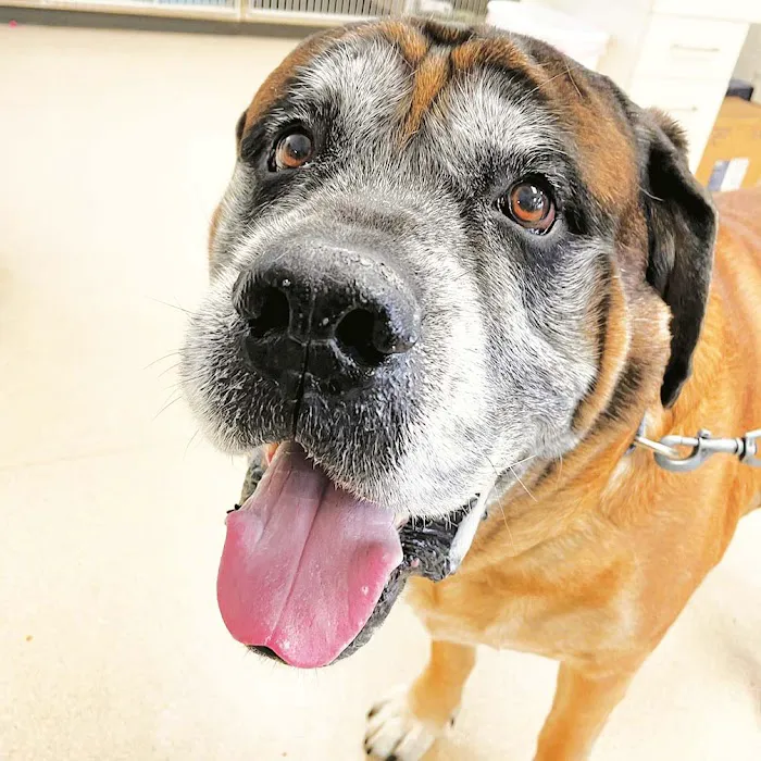 Laurel Veterinary Clinic Picture 1