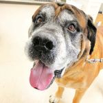 Laurel Veterinary Clinic