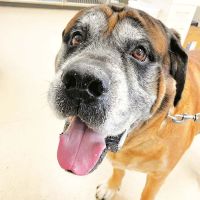 Laurel Veterinary Clinic ico