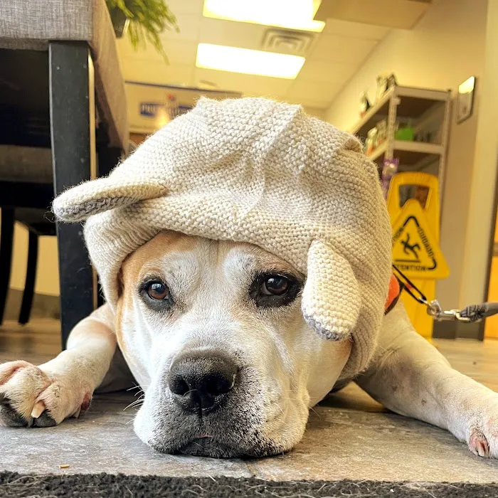 Laurel Veterinary Clinic Picture 6
