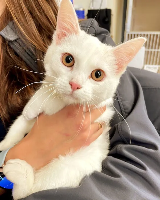Laurel Veterinary Clinic Picture 7