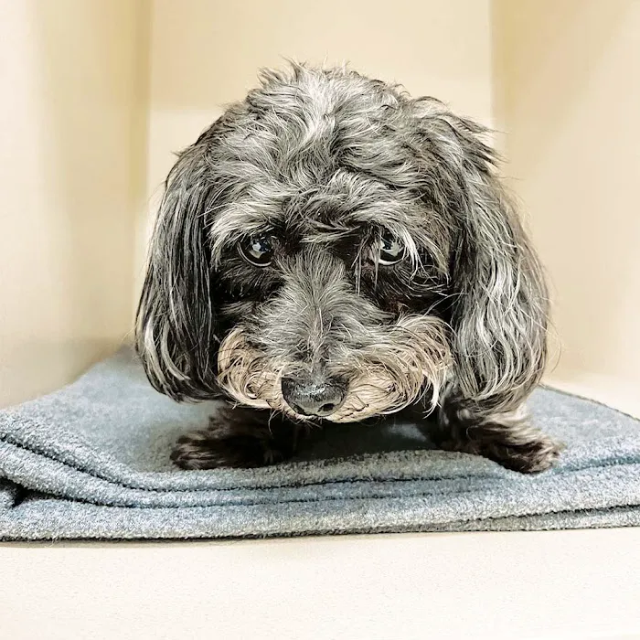 Laurel Veterinary Clinic Picture 8