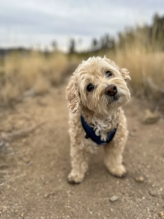 Aspen Arbor Animal Hospital Picture 9