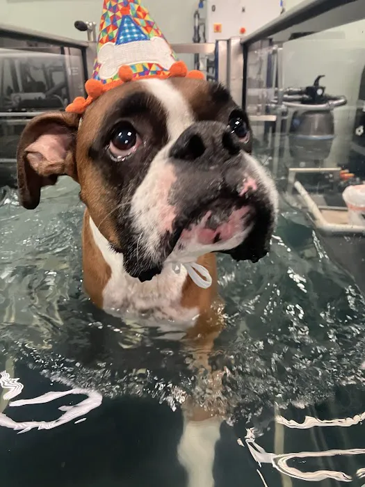 Canine Rehabilitation & Conditioning Group LLC Picture 2