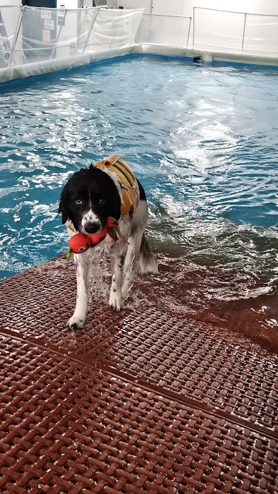 Canine Rehabilitation & Conditioning Group LLC Picture 1