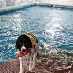 Canine Rehabilitation & Conditioning Group LLC