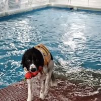 Canine Rehabilitation & Conditioning Group LLC ico