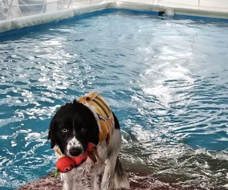 Canine Rehabilitation & Conditioning Group LLC