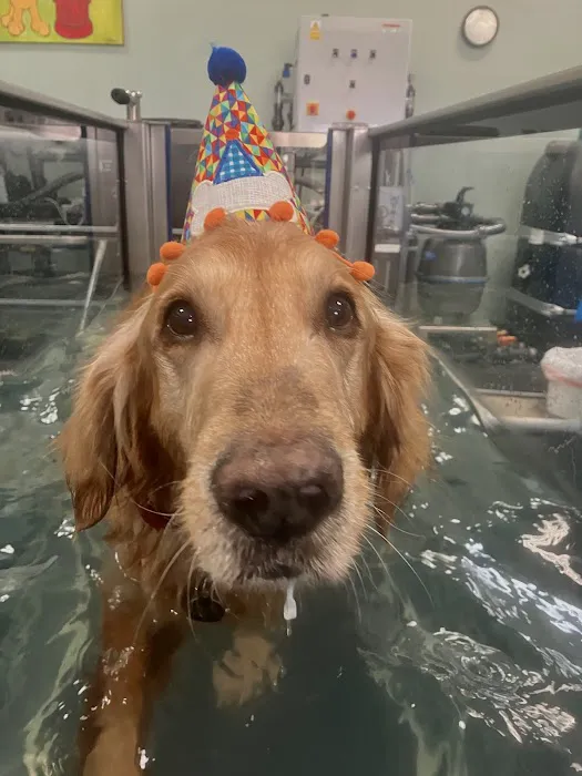 Canine Rehabilitation & Conditioning Group LLC Picture 4