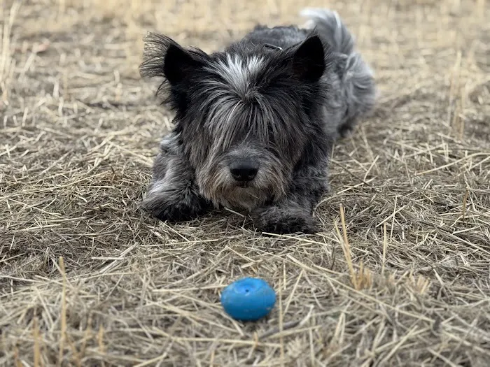 Canine Rehabilitation & Conditioning Group LLC Picture 6
