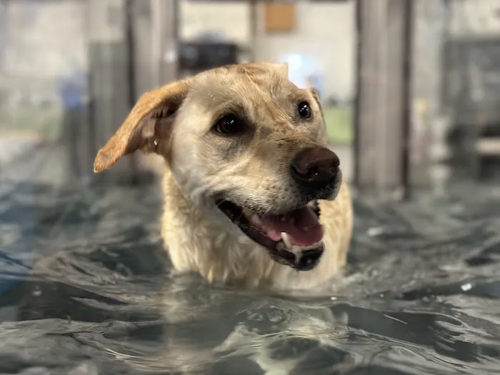 Canine Rehabilitation & Conditioning Group LLC Picture 5