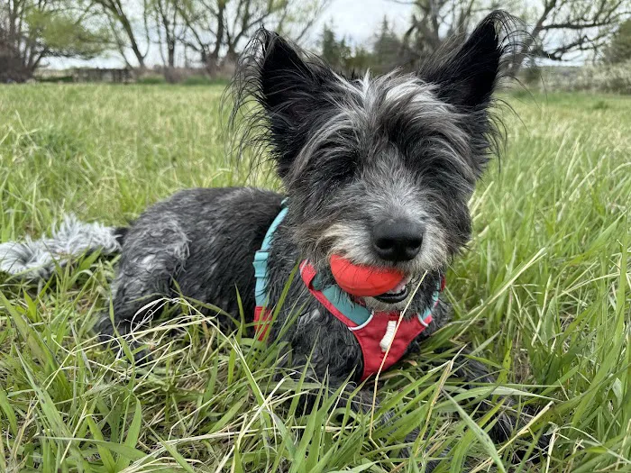 Canine Rehabilitation & Conditioning Group LLC Picture 8