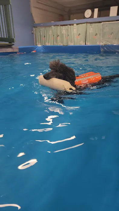 Canine Rehabilitation & Conditioning Group LLC Picture 7
