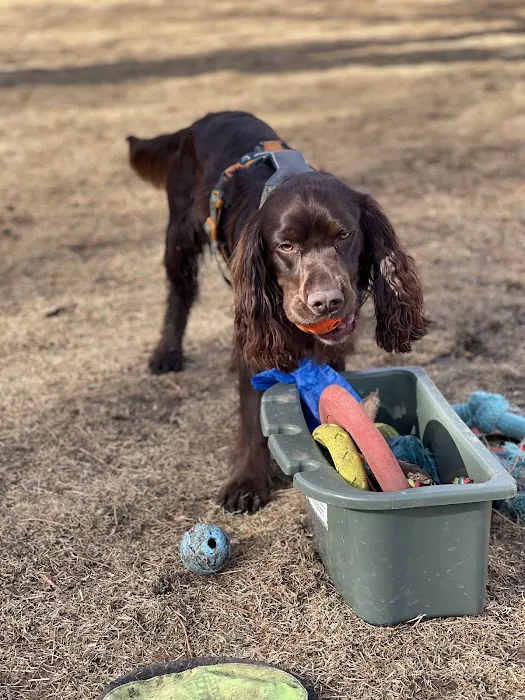 Canine Rehabilitation & Conditioning Group LLC Picture 9