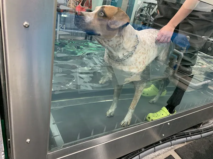 Canine Rehabilitation & Conditioning Group LLC Picture 10