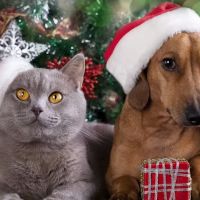 Well Animal Institute ico