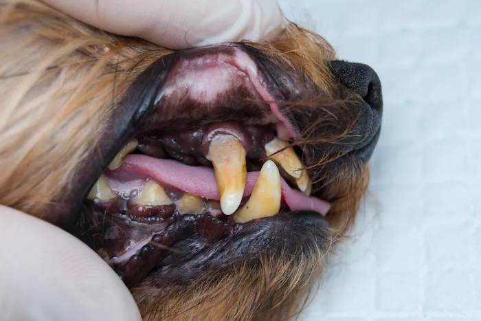 Well Animal Institute Picture 7