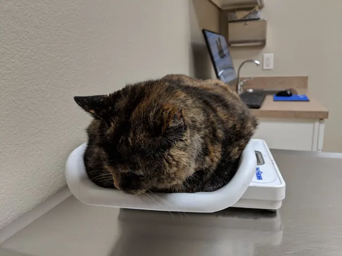 Broomfield Meadows Animal Hospital Picture 2