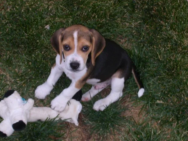 Broomfield Meadows Animal Hospital Picture 1