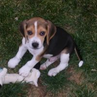 Broomfield Meadows Animal Hospital ico