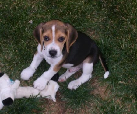 Broomfield Meadows Animal Hospital