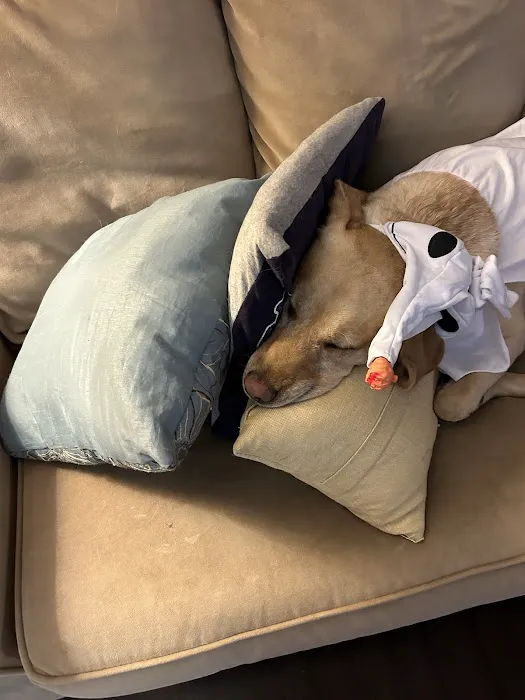 Broomfield Meadows Animal Hospital Picture 10