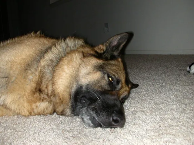 Broomfield Meadows Animal Hospital Picture 8