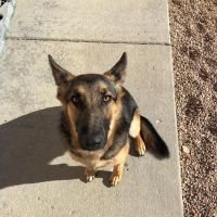 The Animal Doctor of Broomfield ico