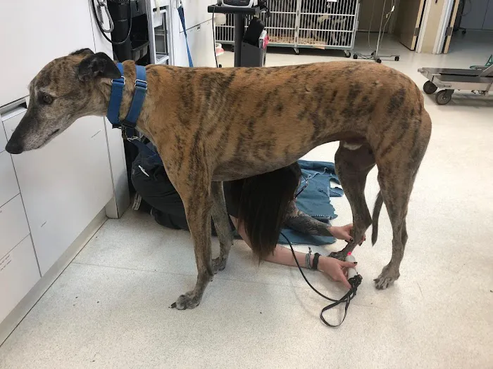 The Animal Doctor of Broomfield Picture 7