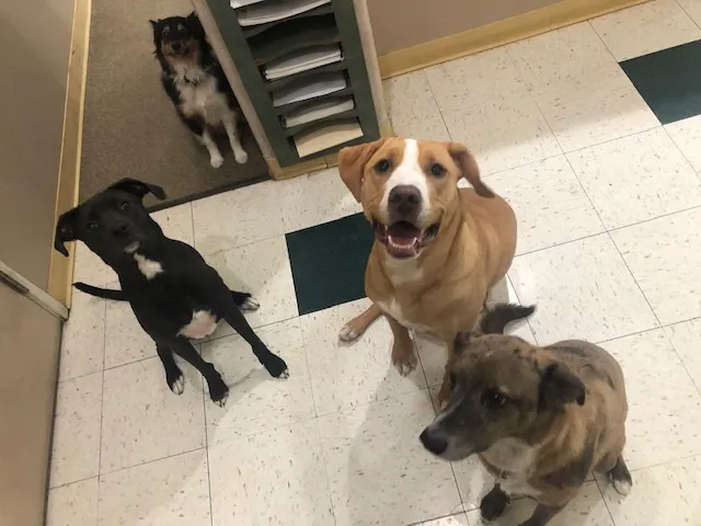 The Animal Doctor of Broomfield Picture 9