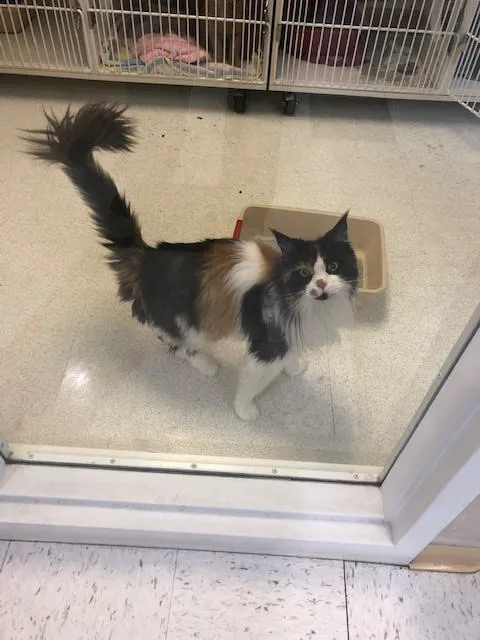 The Animal Doctor of Broomfield Picture 10