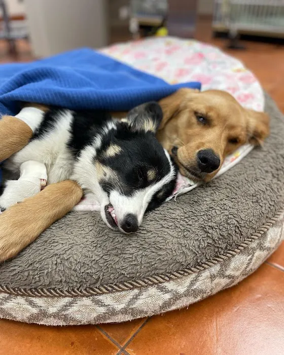Foothills Animal Hospital Picture 2