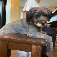 Arvada Flats Veterinary Hospital ico