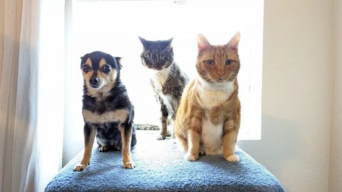 Banfield Pet Hospital Picture 1