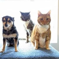 Banfield Pet Hospital ico