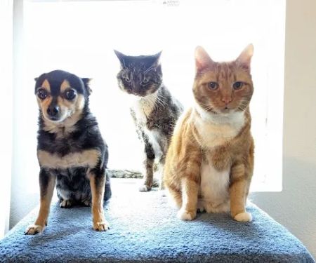 Banfield Pet Hospital